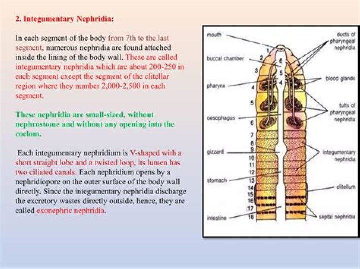 Where is nephrostome found?