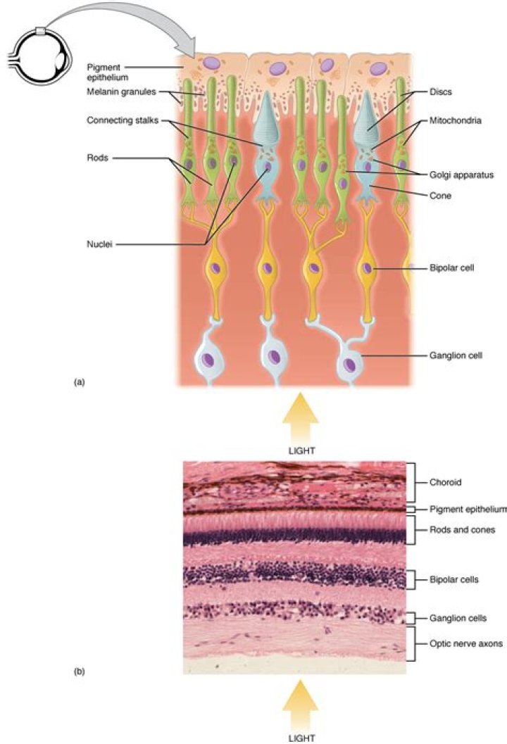 Where is neuroepithelial found?