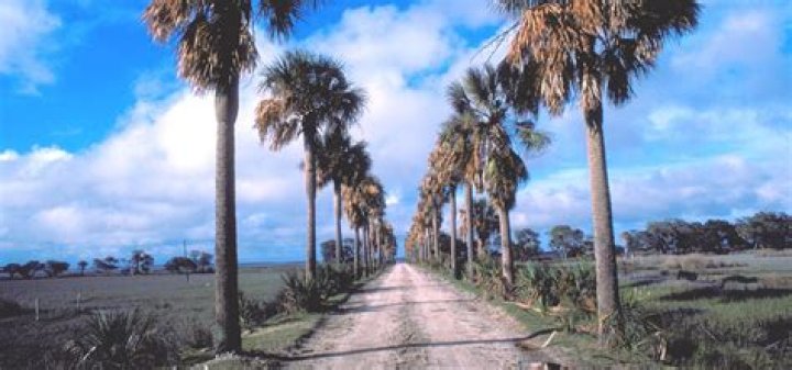 Where is ossabaw island?