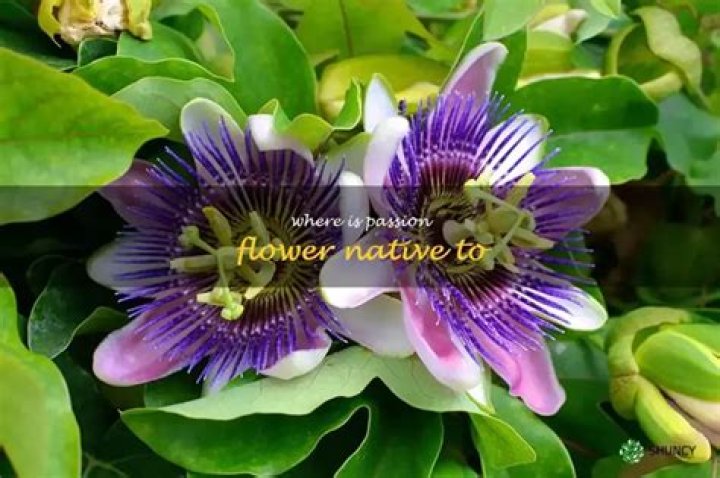 Where is passion flower native to?