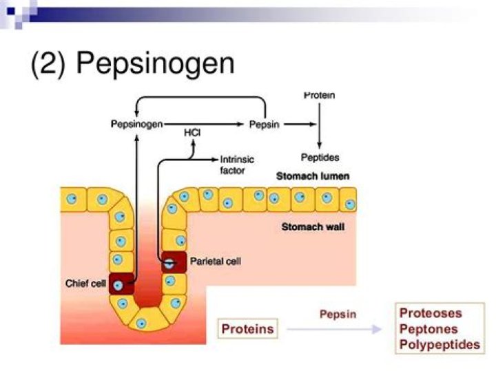Where is pepsinogen produced?