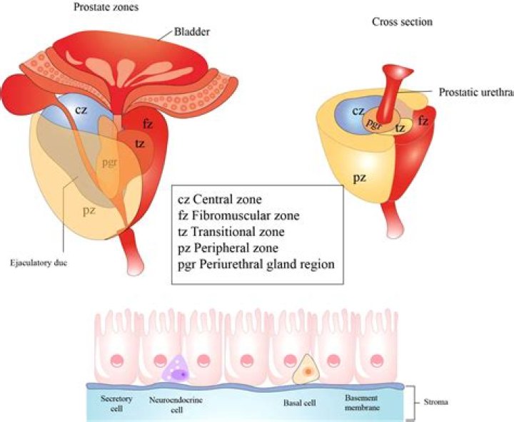 Where is periurethral zone?
