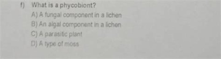 Where is phycobiont found?