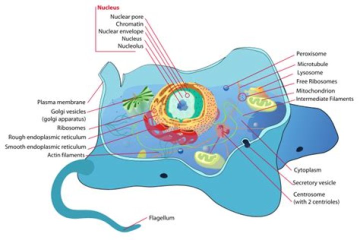 Where is proteinaceous found?