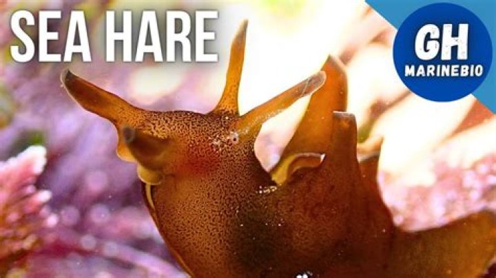 Where is sea hare?