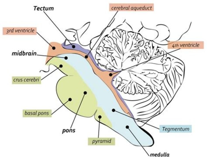 Where is tectum in brain?