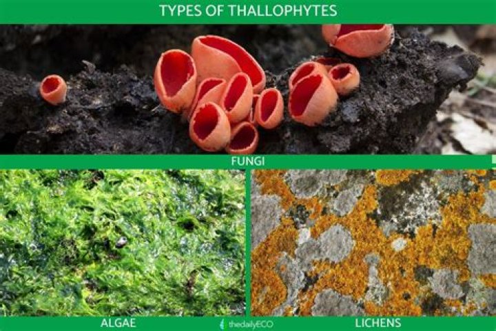 Where is thallophytes found?