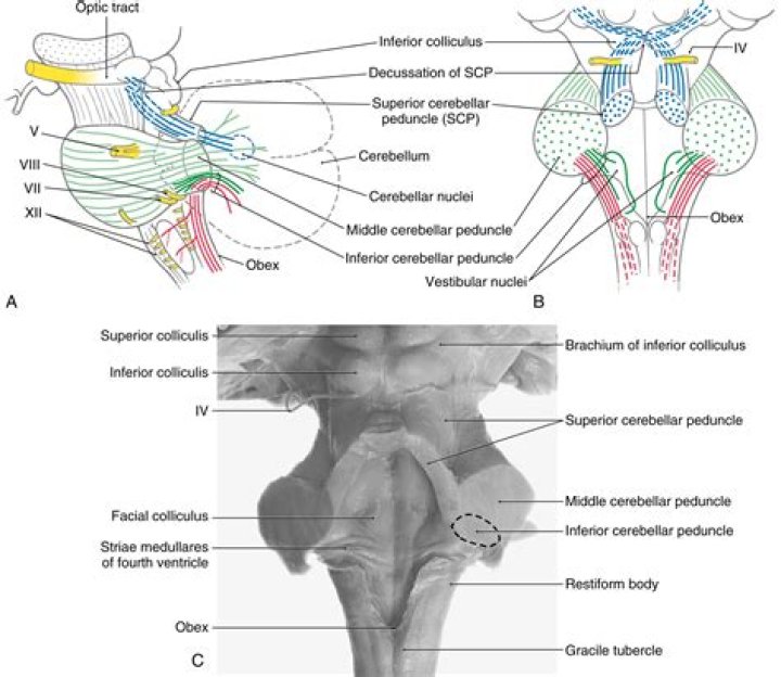 Where is the basis pedunculi located?
