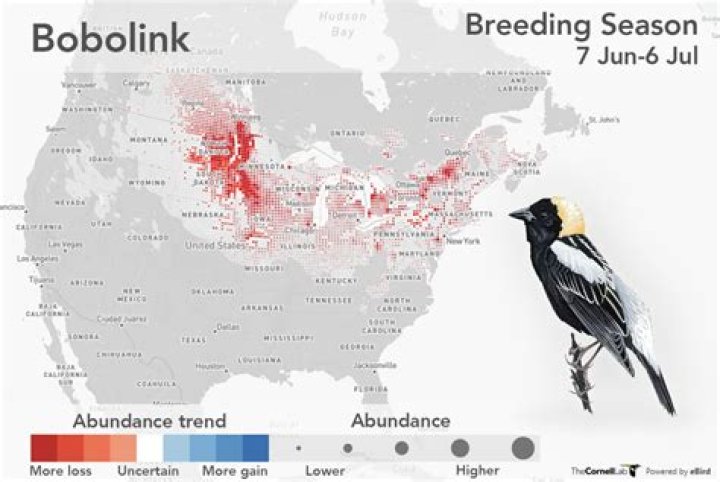 Where is the bobolink bird from?