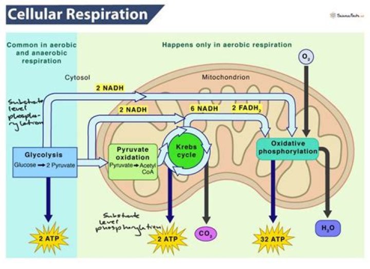 Where is the byproduct of respiration?