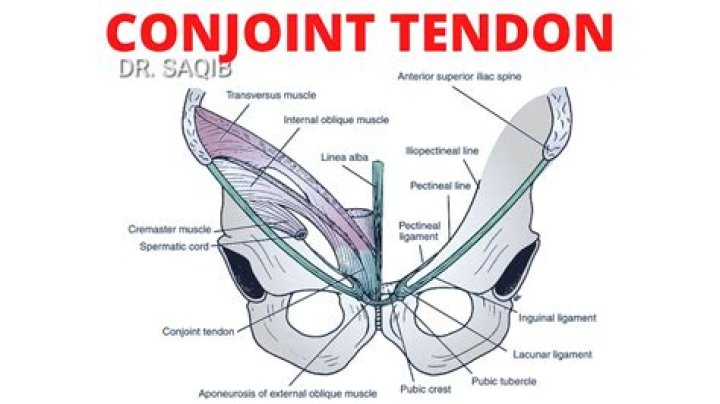 Where is the conjoint tendon?