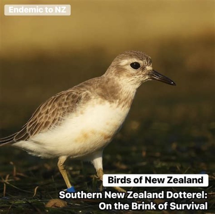 Where is the dotterel found?