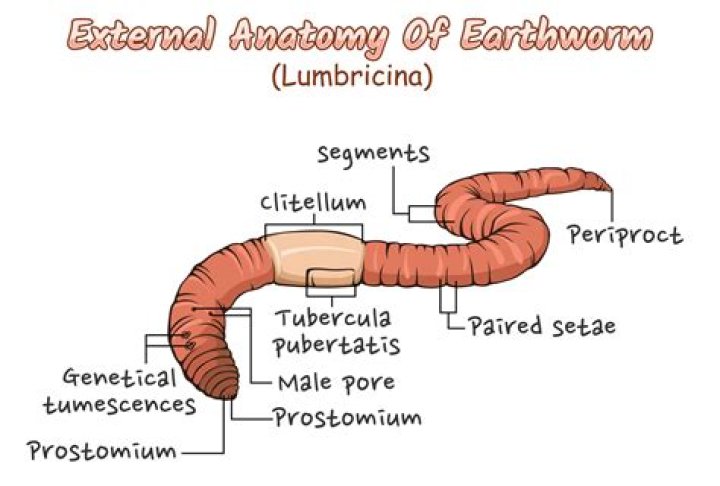 Where is the function of the clitellum?