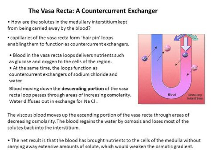 Where is the function of the vasa recta?