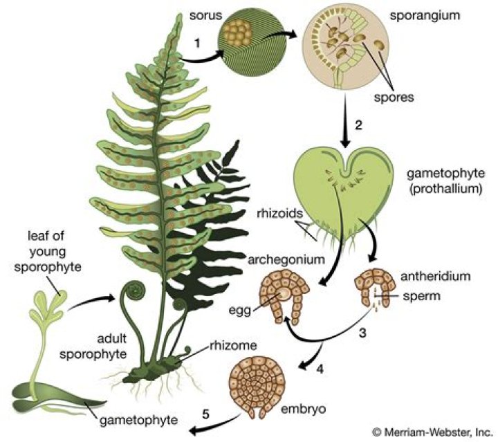 Where is the gametophyte in moss?