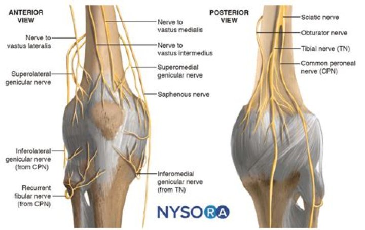 Where is the genicular nerve located?