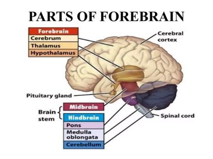Where is the largest part of the forebrain?
