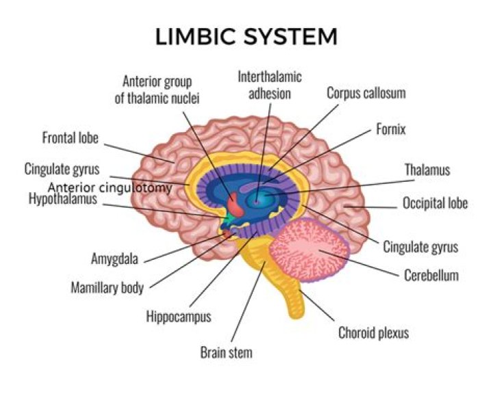 Where is the limbic system found?