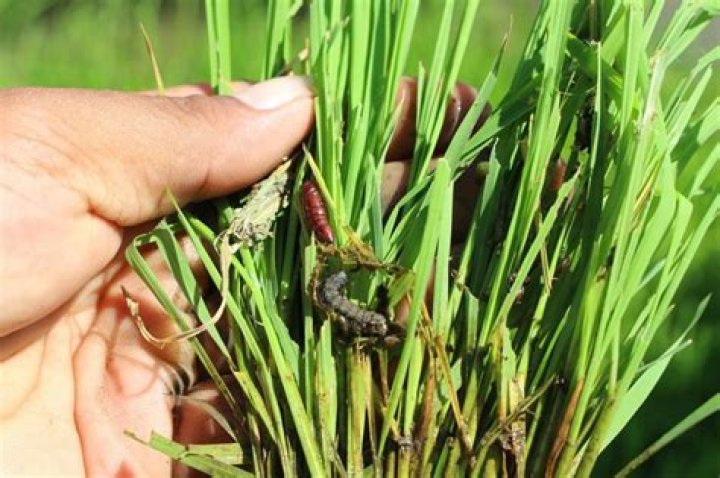 Where is the locust infestation?