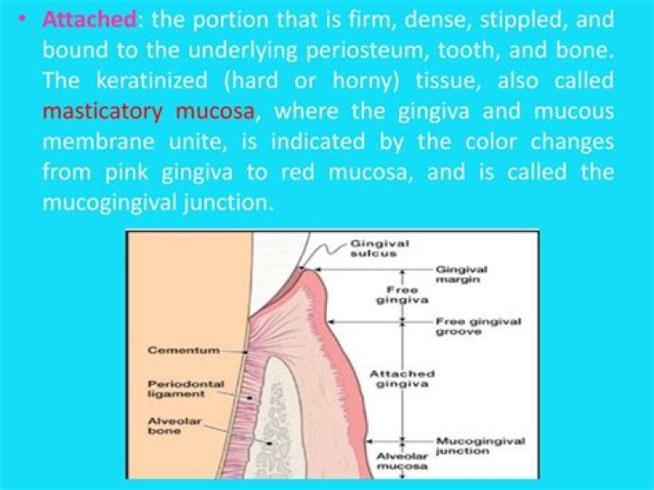 Where is the masticatory nucleus?
