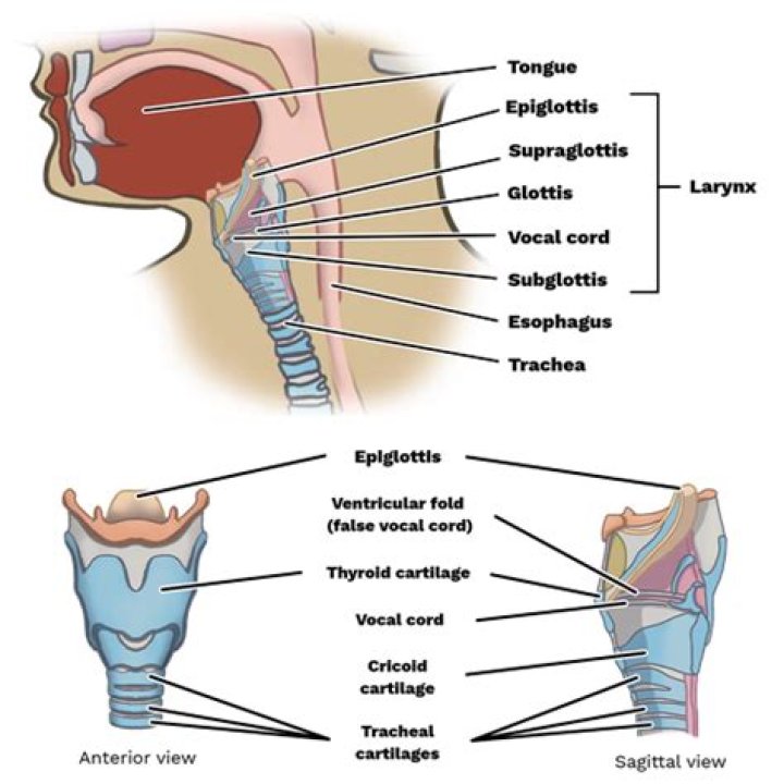 Where is the median glossoepiglottic fold located?