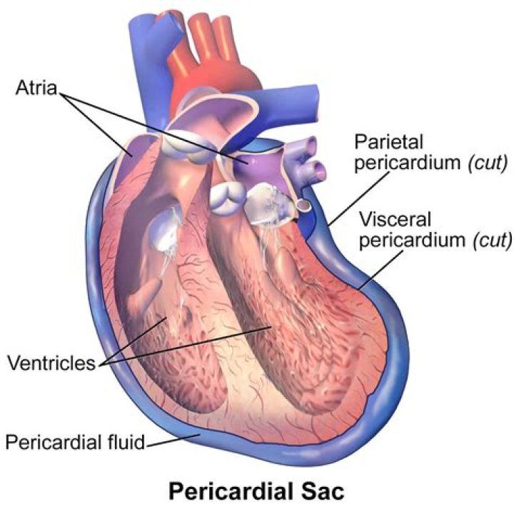 Where is the pericardium located?