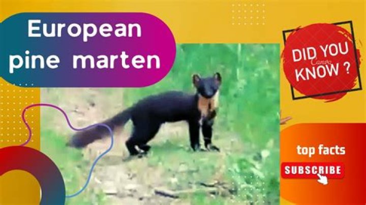Where is the pine marten from?