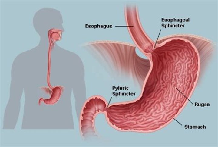 Where is the pyloric sphincter located?