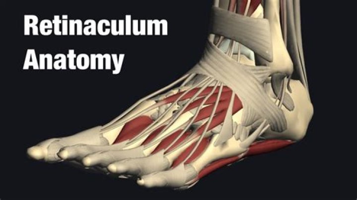 Where is the retinaculum musculorum extensorum?