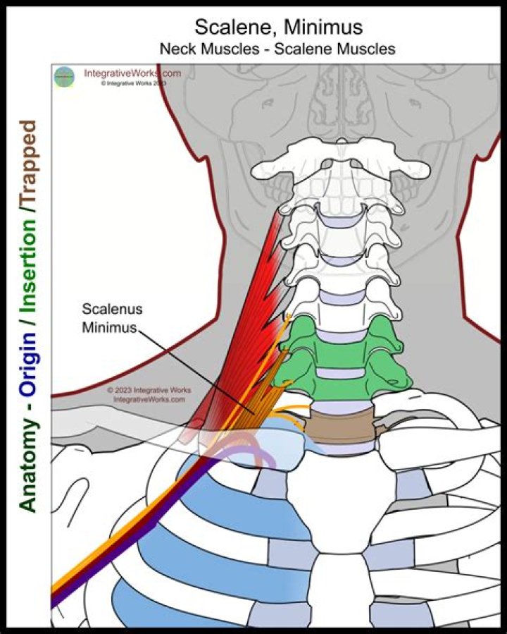 Where is the scalenus medius?