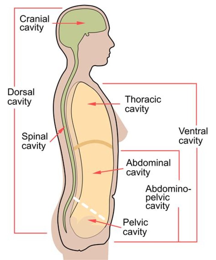 Where is the spinal cavity?