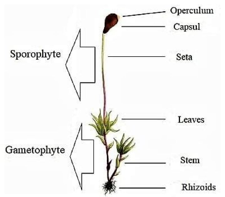 Where is the sporophyte found?