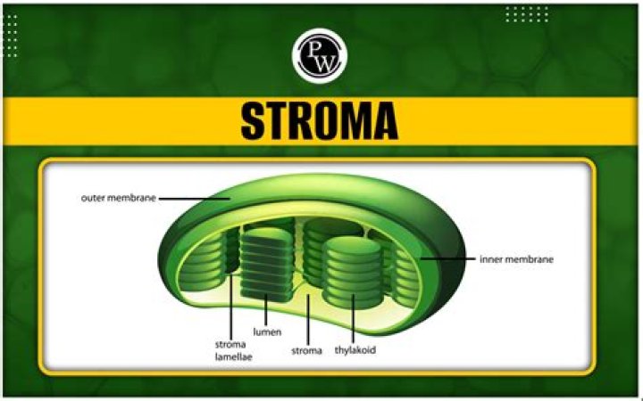 Where is the stroma located?