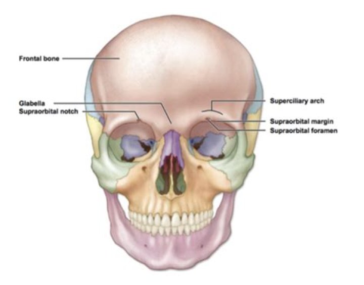 Where is the superciliary arch located?