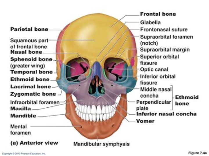 Where is the supraorbital margin?