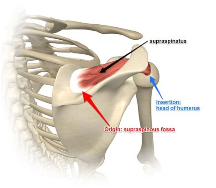Where is the supraspinatus tendon?