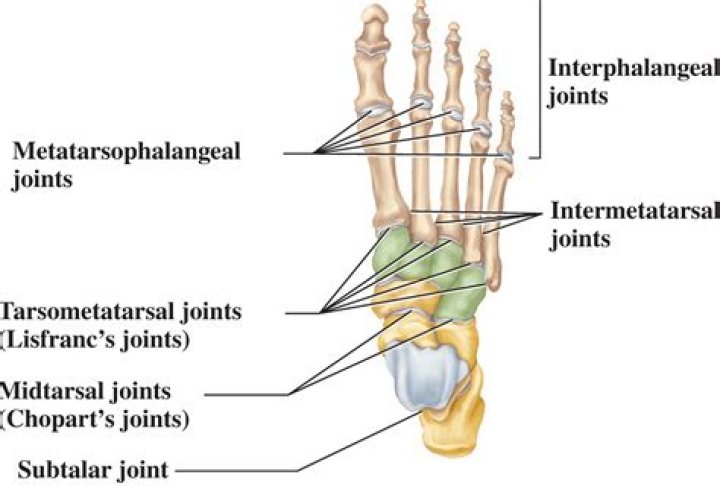 Where is the tarsometatarsal joint located?