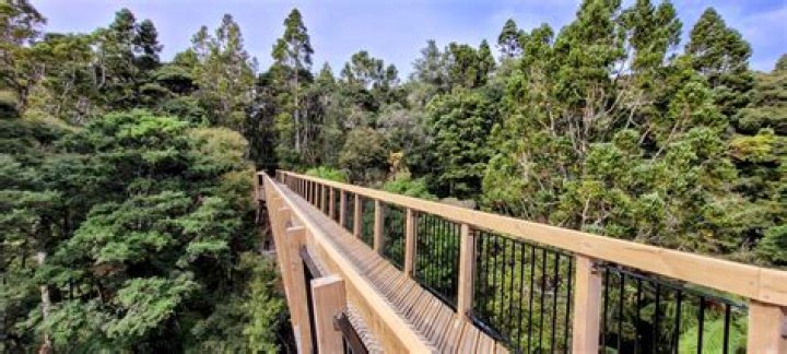 Where is this treetop bridge?