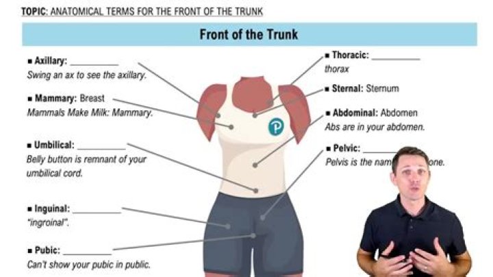 Where is trunk located?