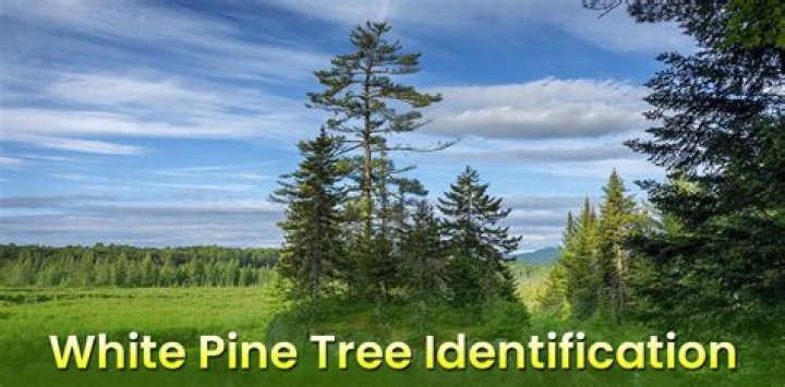 Where is whitebark pine?
