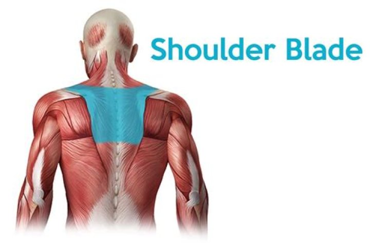 Where is your shoulder blade?