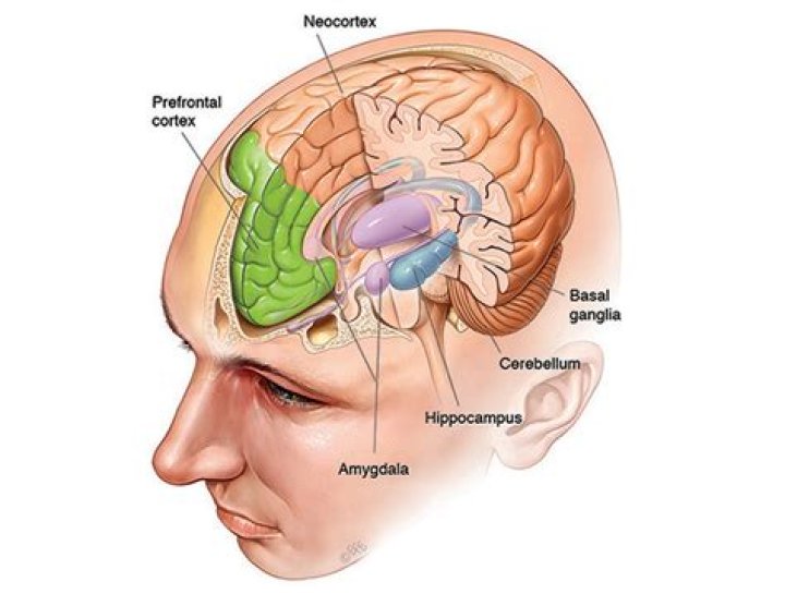 Where memory is stored in brain?