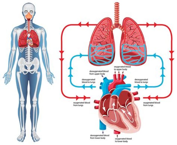 Where oxygenated and deoxygenated blood?