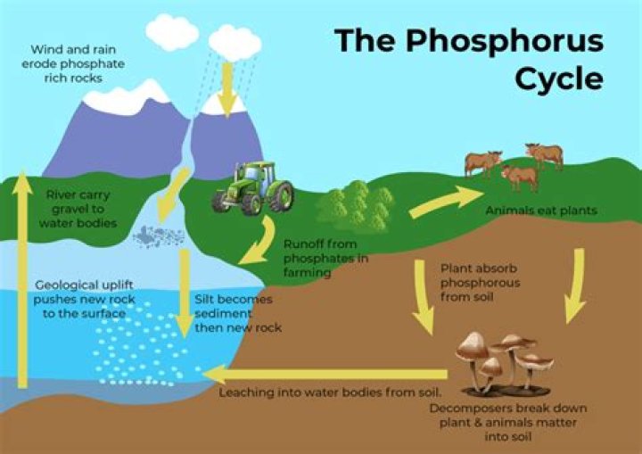 Where phosphorus is stored?