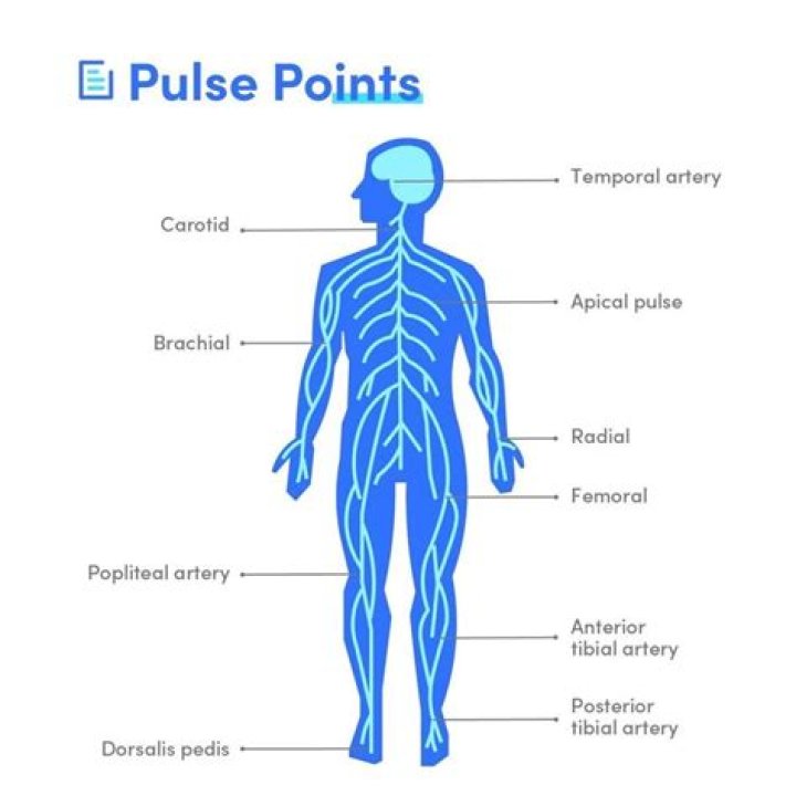 Where pulse in foot?