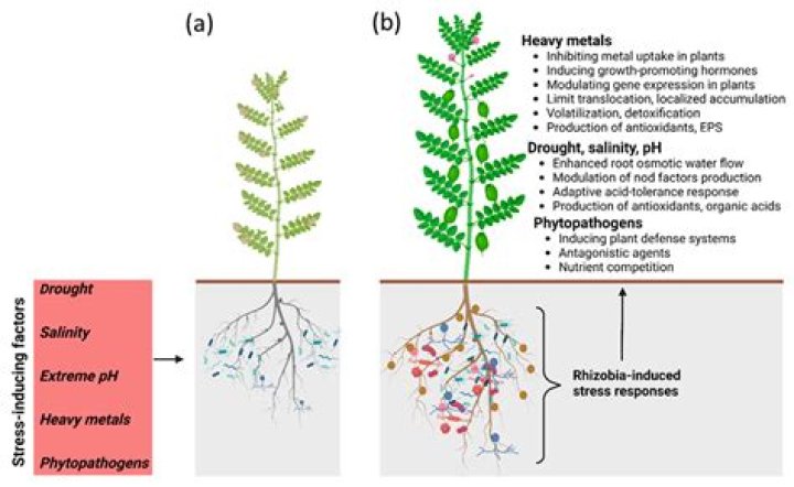 Where rhizobium are found?