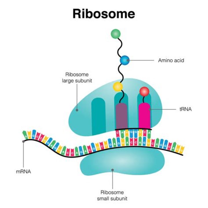 Where ribosomes bind to begin translation?