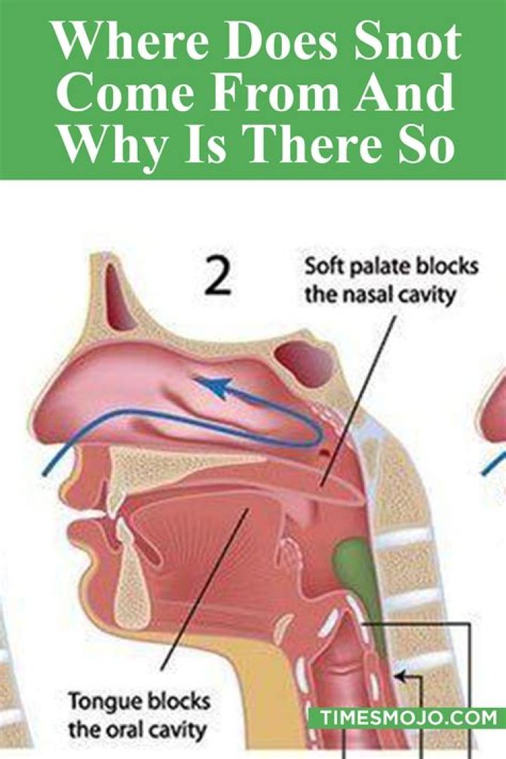 Where snot come from?