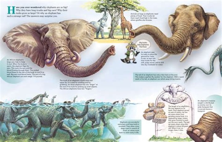 Where sound does an elephant make?
