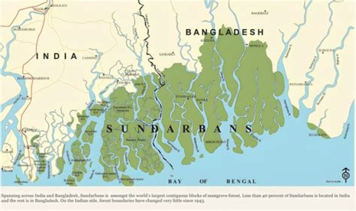 Where sundarban is situated?